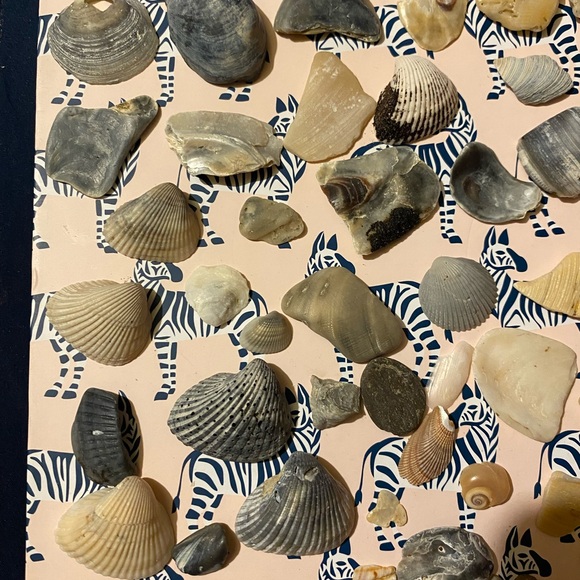 Assorted Seashell Collection - Picture 8 of 9